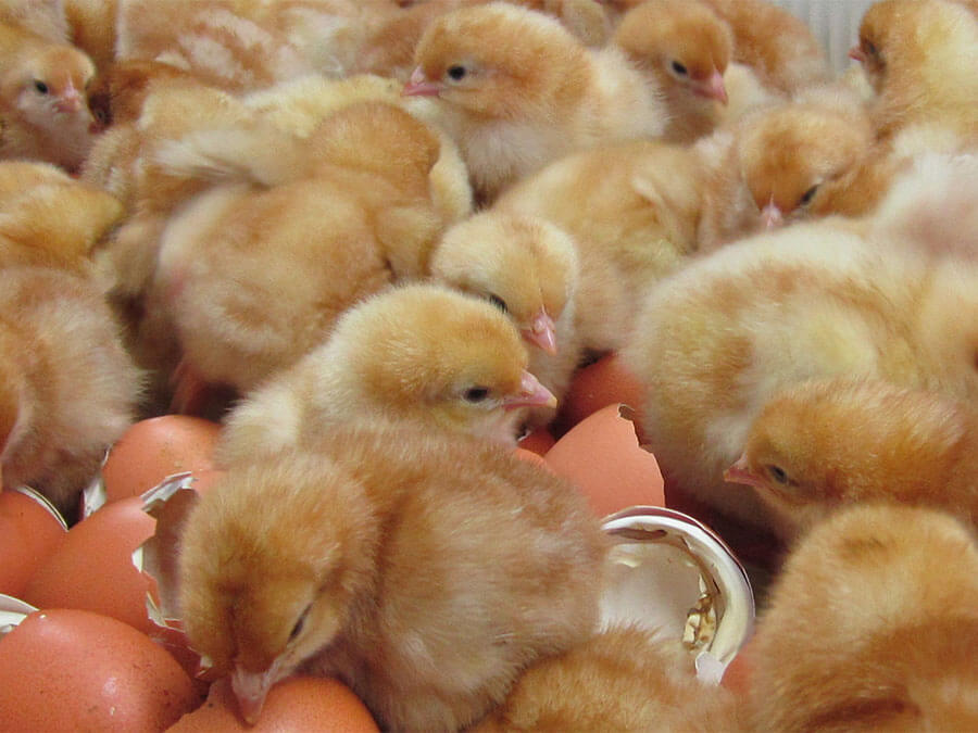 Incubation-et-eclosion1-Lohmann-France-