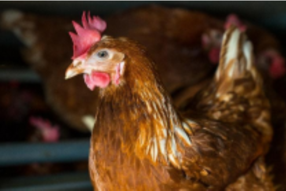 La souche Lohmann Brown Rustic : essai transformé !