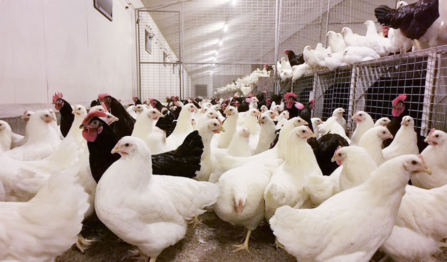 Management-des-reproducteurs-lohmann-france