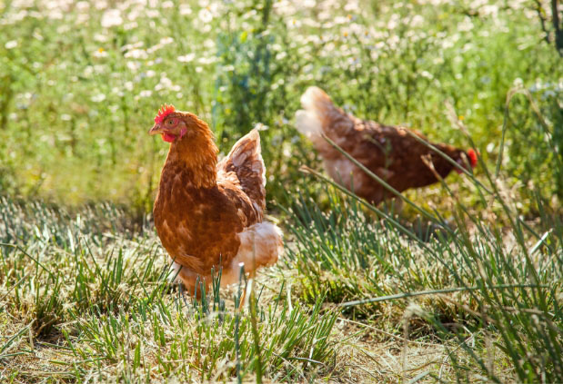 Poule Pondeuse Lohmann Brown Classic - Lohmann France
