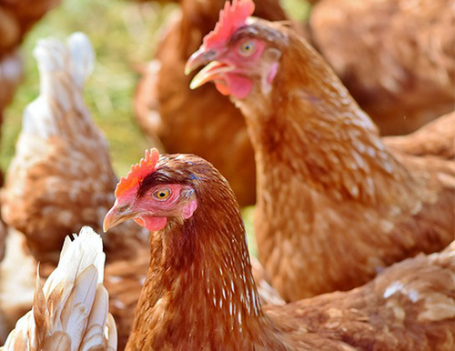 fractures osseuses poules pondeuses