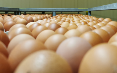 VISITE DU COUVOIR LOHMANN FRANCE