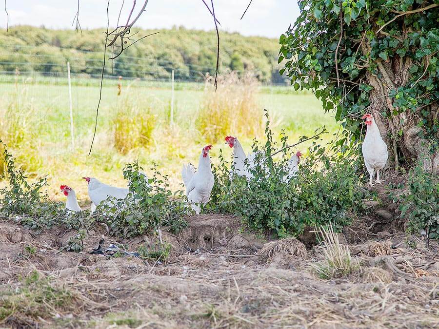 Poules pondeuses lohmann