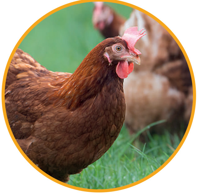 Nos poules pondeuses - Lohmann France