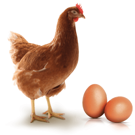 VISUEL-PRODUIT-TRADITION